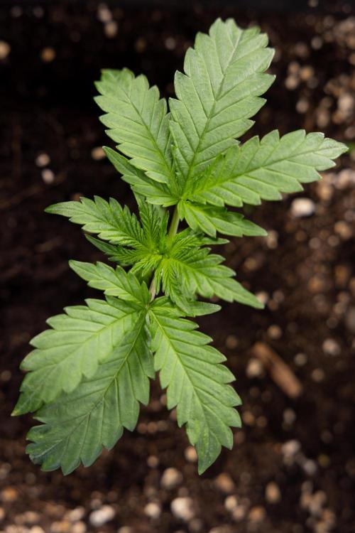 Classic Skunk 🌱  - Zamnesia x B&B. Week 2 - Classic Skunk - VEG Week 2/3