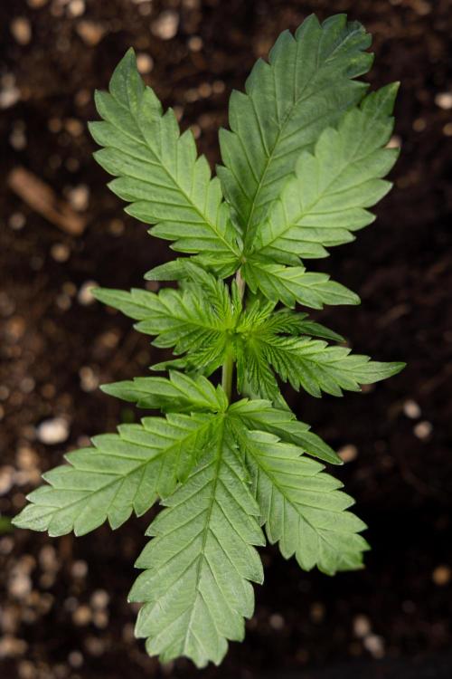 Classic Skunk 🌱  - Zamnesia x B&B. Week 2 - Classic Skunk - VEG Week 2/3
