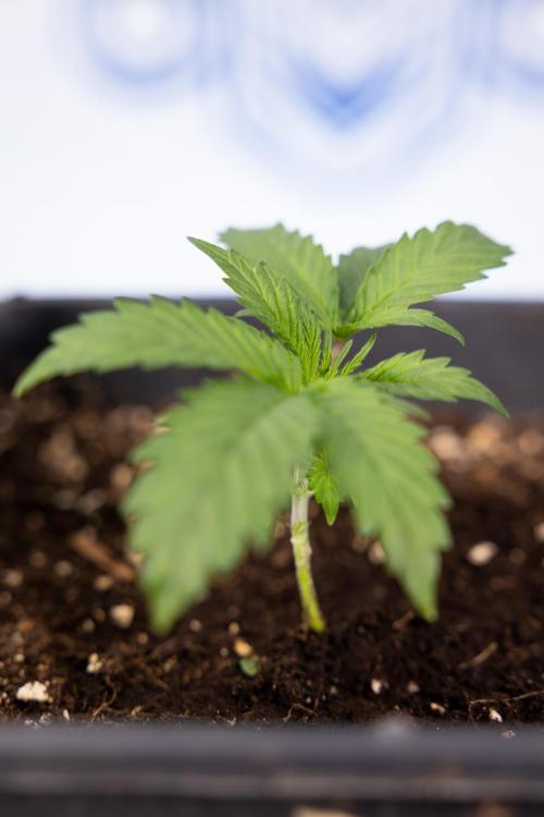 Classic Skunk 🌱  - Zamnesia x B&B. Week 2 - Classic Skunk - VEG Week 2/3