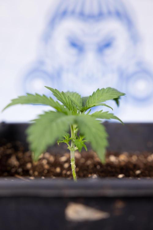 Classic Skunk 🌱  - Zamnesia x B&B. Week 2 - Classic Skunk - VEG Week 2/3