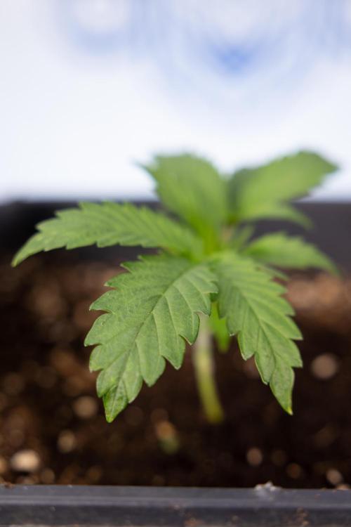Classic Skunk 🌱  - Zamnesia x B&B. Week 2 - Classic Skunk - VEG Week 2/3