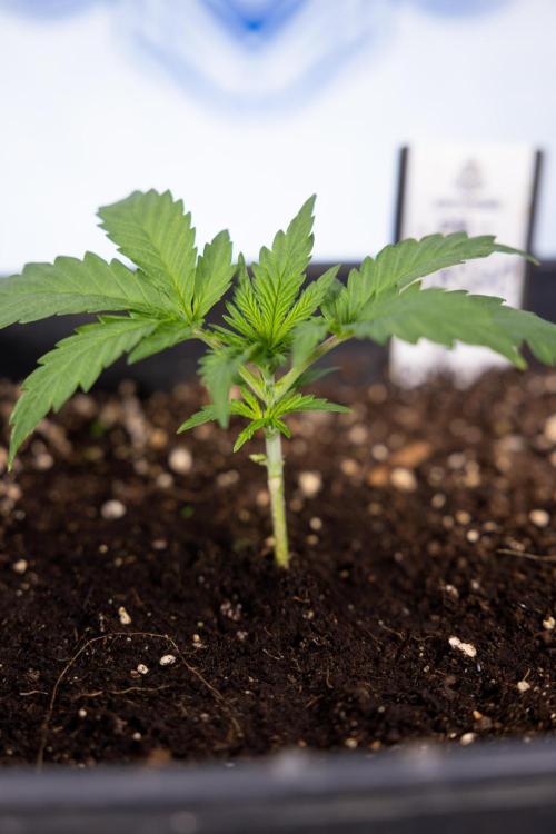 Classic Skunk 🌱  - Zamnesia x B&B. Week 2 - Classic Skunk - VEG Week 2/3