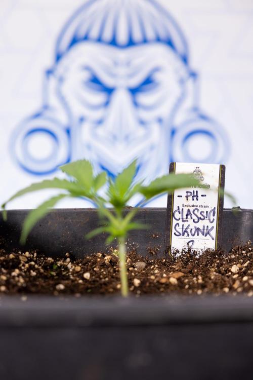 Classic Skunk 🌱  - Zamnesia x B&B. Week 2 - Classic Skunk - VEG Week 2/3