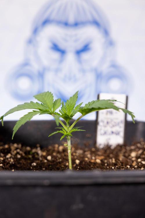 Classic Skunk 🌱  - Zamnesia x B&B. Week 2 - Classic Skunk - VEG Week 2/3