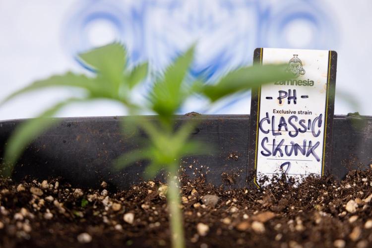 Classic Skunk 🌱  - Zamnesia x B&B. Week 2 - Classic Skunk - VEG Week 2/3