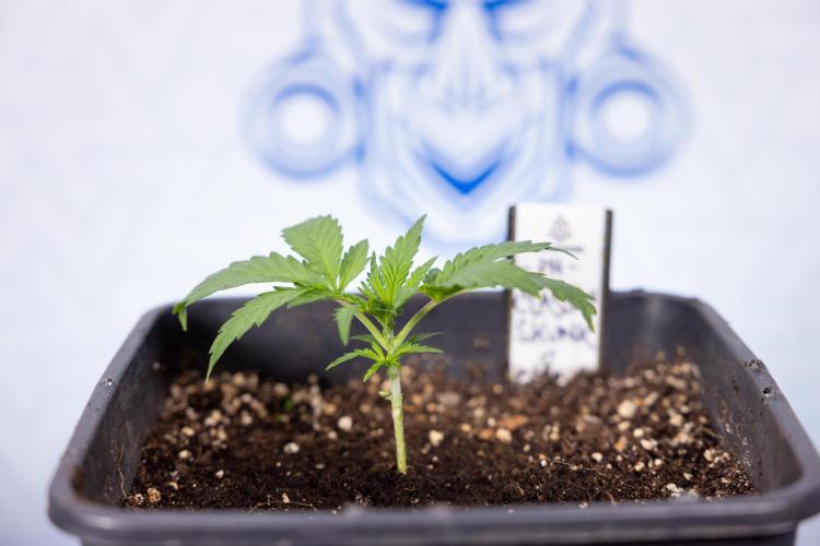 Classic Skunk 🌱  - Zamnesia x B&B. Week 2 - Classic Skunk - VEG Week 2/3