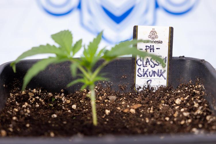 Classic Skunk 🌱  - Zamnesia x B&B. Week 2 - Classic Skunk - VEG Week 2/3