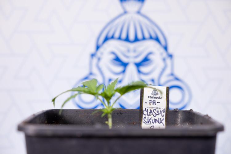Classic Skunk 🌱  - Zamnesia x B&B. Week 2 - Classic Skunk - VEG Week 2/3