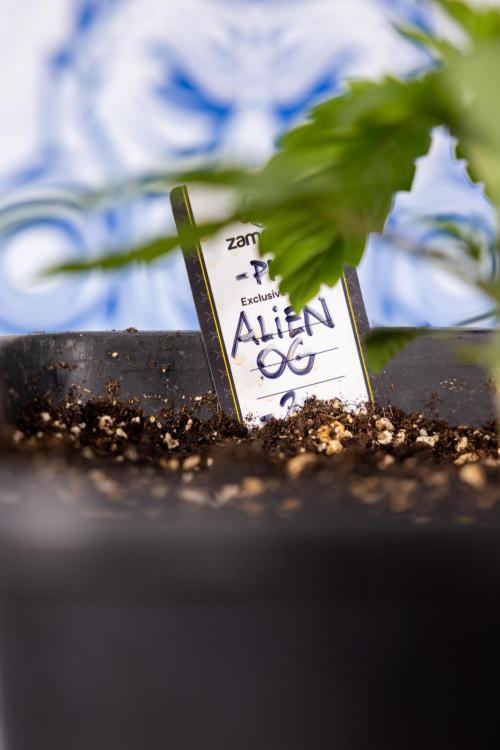 Alien OG 👽 - Zamnesia x B&B. Week 2 - Alien OG - VEG - Week 2/3
