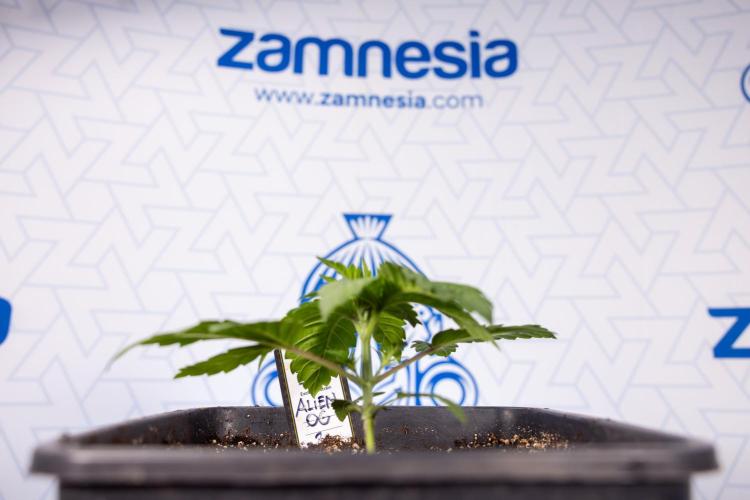 Alien OG 👽 - Zamnesia x B&B. Week 2 - Alien OG - VEG - Week 2/3