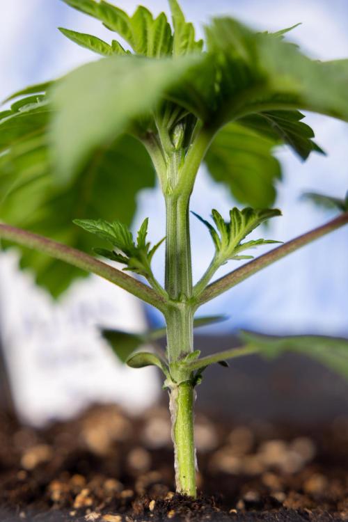 Alien OG 👽 - Zamnesia x B&B. Week 2 - Alien OG - VEG - Week 2/3