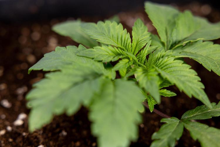 London Pound Cake 🍰 - Zamnesia x B&B. Week 2 - London Pound Cake - VEG - Week 2/3