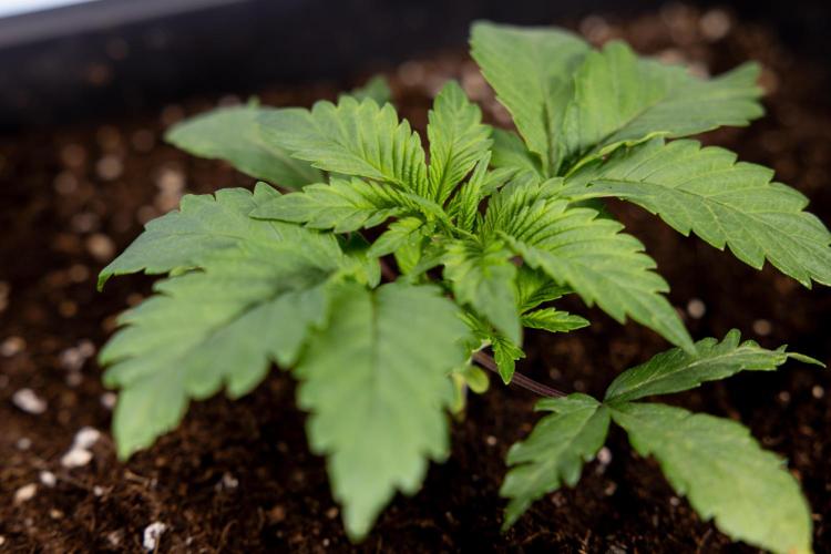 London Pound Cake 🍰 - Zamnesia x B&B. Week 2 - London Pound Cake - VEG - Week 2/3