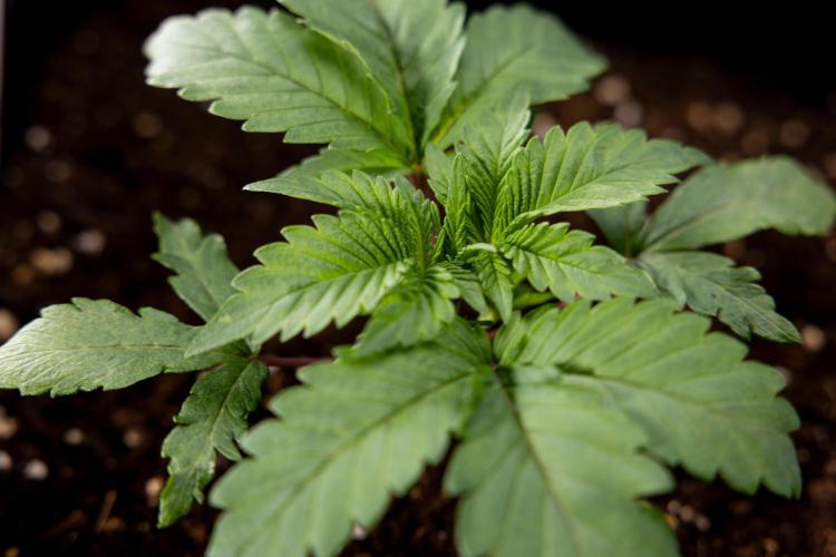 London Pound Cake 🍰 - Zamnesia x B&B. Week 2 - London Pound Cake - VEG - Week 2/3