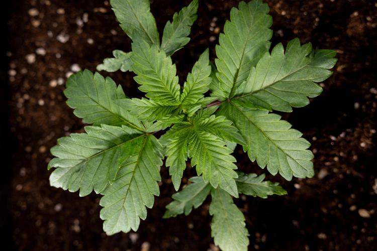 London Pound Cake 🍰 - Zamnesia x B&B. Week 2 - London Pound Cake - VEG - Week 2/3