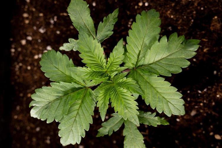 London Pound Cake 🍰 - Zamnesia x B&B. Week 2 - London Pound Cake - VEG - Week 2/3