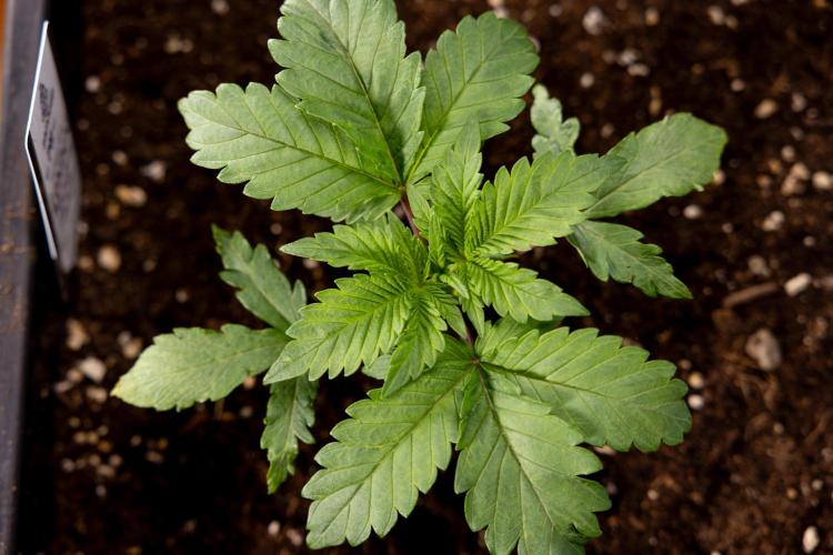 London Pound Cake 🍰 - Zamnesia x B&B. Week 2 - London Pound Cake - VEG - Week 2/3