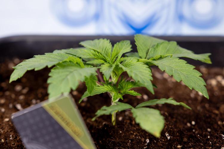 London Pound Cake 🍰 - Zamnesia x B&B. Week 2 - London Pound Cake - VEG - Week 2/3