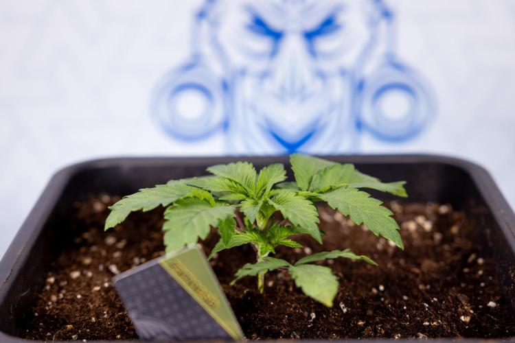 London Pound Cake 🍰 - Zamnesia x B&B. Week 2 - London Pound Cake - VEG - Week 2/3