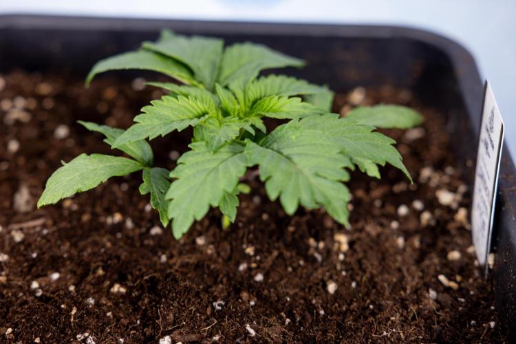 London Pound Cake 🍰 - Zamnesia x B&B. Week 2 - London Pound Cake - VEG - Week 2/3