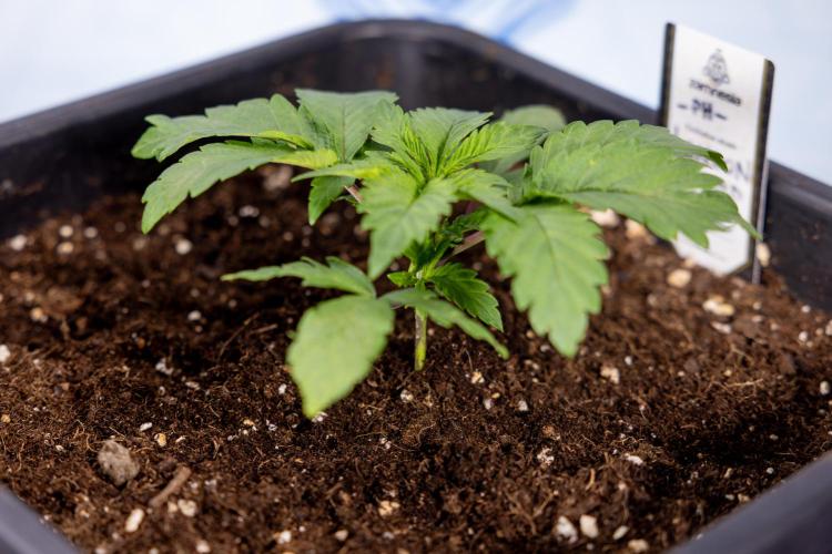 London Pound Cake 🍰 - Zamnesia x B&B. Week 2 - London Pound Cake - VEG - Week 2/3