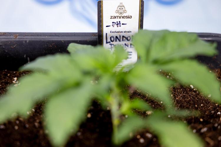 London Pound Cake 🍰 - Zamnesia x B&B. Week 2 - London Pound Cake - VEG - Week 2/3