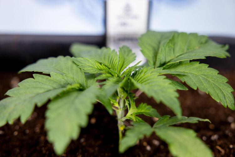 London Pound Cake 🍰 - Zamnesia x B&B. Week 2 - London Pound Cake - VEG - Week 2/3