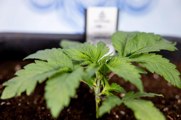 London Pound Cake 🍰 - Zamnesia x B&B. Week 2 - London Pound Cake - VEG - Week 2/3