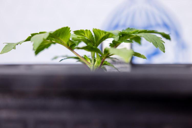 London Pound Cake 🍰 - Zamnesia x B&B. Week 2 - London Pound Cake - VEG - Week 2/3