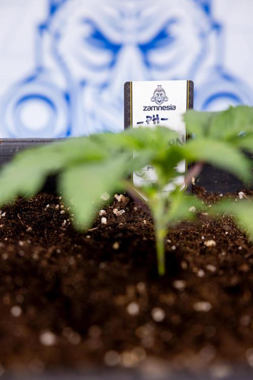 London Pound Cake 🍰 - Zamnesia x B&B. Week 2 - London Pound Cake - VEG - Week 2/3