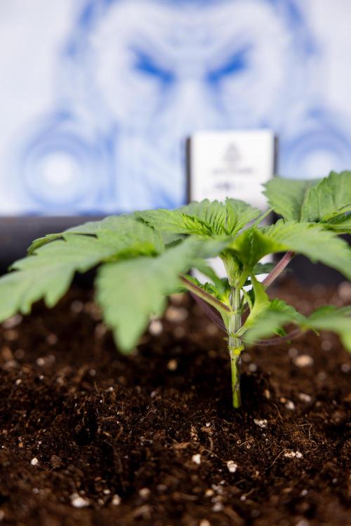 London Pound Cake 🍰 - Zamnesia x B&B. Week 2 - London Pound Cake - VEG - Week 2/3