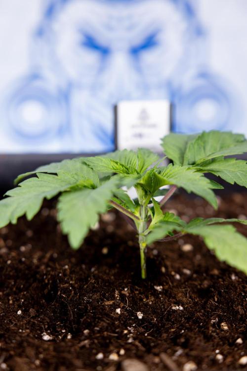 London Pound Cake 🍰 - Zamnesia x B&B. Week 2 - London Pound Cake - VEG - Week 2/3