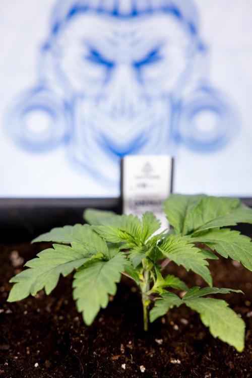 London Pound Cake 🍰 - Zamnesia x B&B. Week 2 - London Pound Cake - VEG - Week 2/3