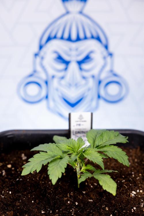 London Pound Cake 🍰 - Zamnesia x B&B. Week 2 - London Pound Cake - VEG - Week 2/3