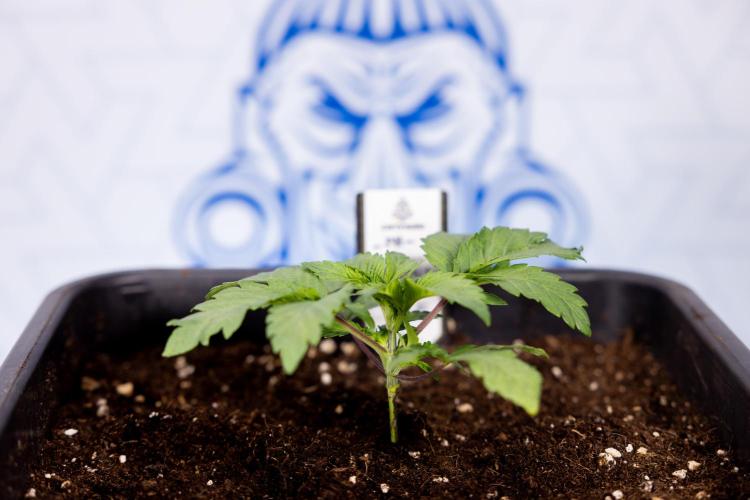 London Pound Cake 🍰 - Zamnesia x B&B. Week 2 - London Pound Cake - VEG - Week 2/3