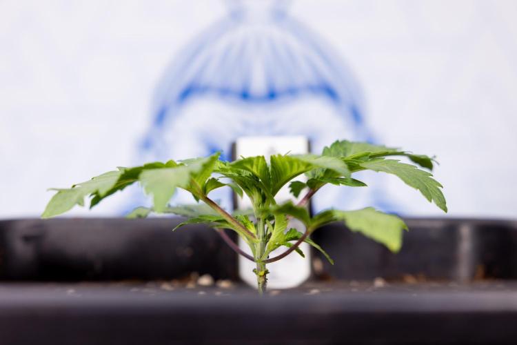 London Pound Cake 🍰 - Zamnesia x B&B. Week 2 - London Pound Cake - VEG - Week 2/3