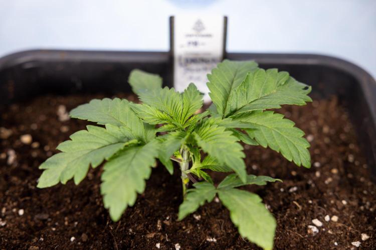 London Pound Cake 🍰 - Zamnesia x B&B. Week 2 - London Pound Cake - VEG - Week 2/3