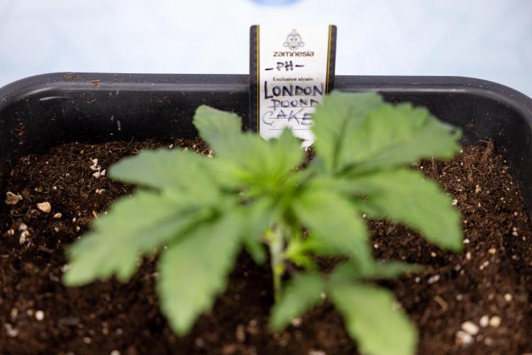London Pound Cake 🍰 - Zamnesia x B&B. Week 2 - London Pound Cake - VEG - Week 2/3