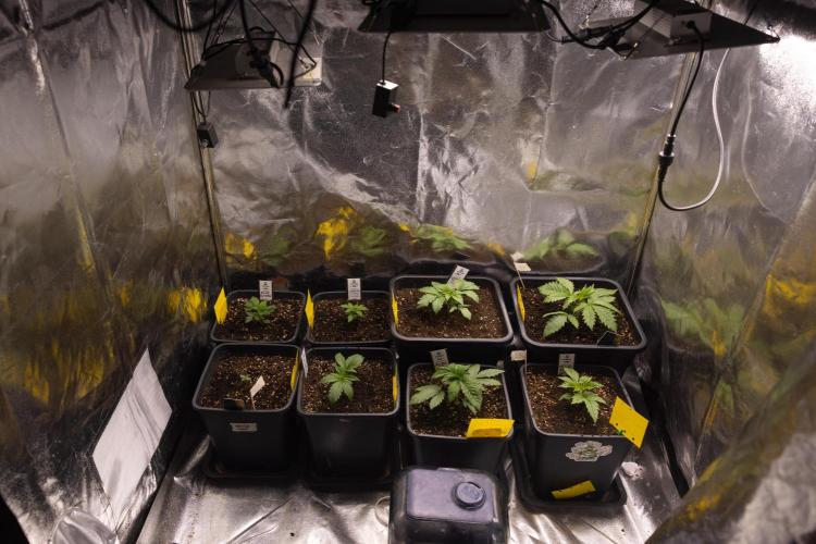 London Pound Cake 🍰 - Zamnesia x B&B. Week 2 - Zamnesia x Plagron Crew
