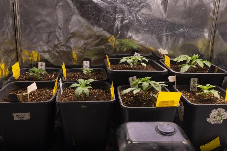 London Pound Cake 🍰 - Zamnesia x B&B. Week 2 - Zamnesia x Plagron Crew