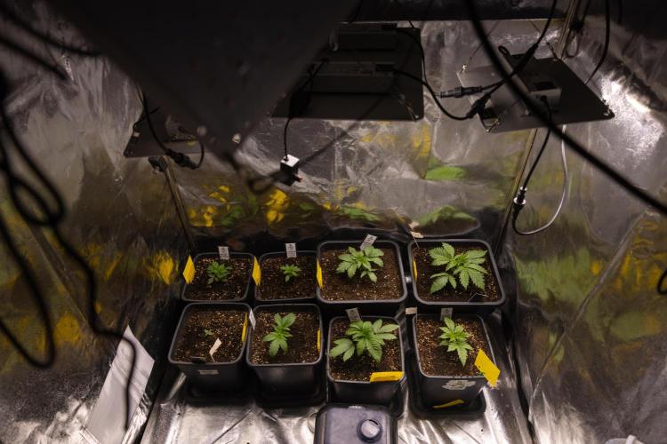 London Pound Cake 🍰 - Zamnesia x B&B. Week 2 - Zamnesia x Plagron Crew