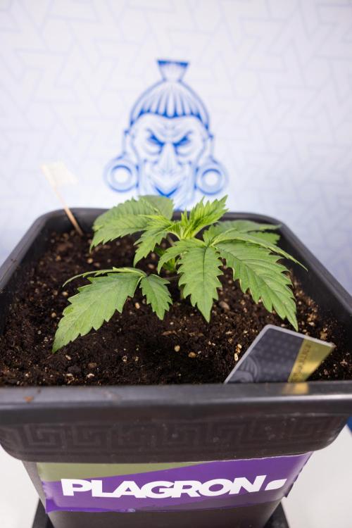 PBB  🥜- Zamnesia x B&B. Week 2 - Peanut Butter Breath - VEG - Week 2/3