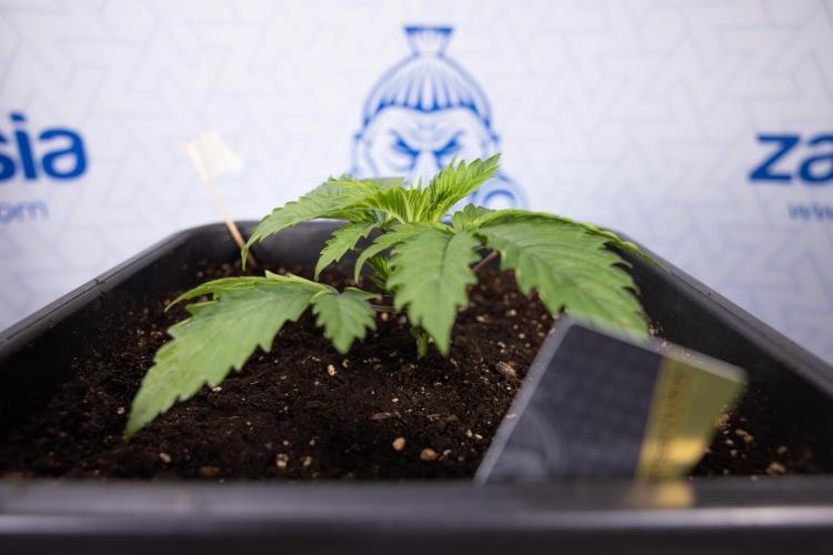 PBB  🥜- Zamnesia x B&B. Week 2 - Peanut Butter Breath - VEG - Week 2/3