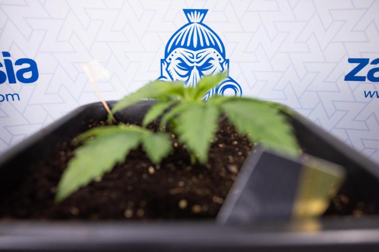 PBB  🥜- Zamnesia x B&B. Week 2 - Peanut Butter Breath - VEG - Week 2/3