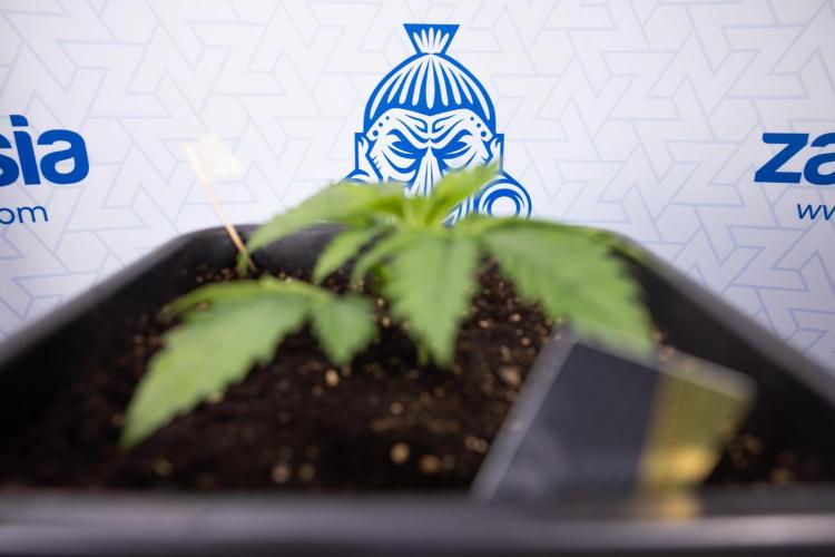 PBB  🥜- Zamnesia x B&B. Week 2 - Peanut Butter Breath - VEG - Week 2/3