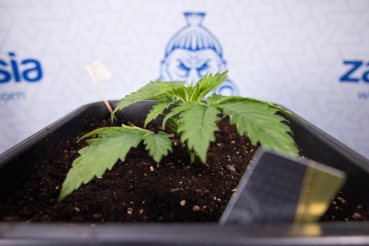 PBB  🥜- Zamnesia x B&B. Week 2 - Peanut Butter Breath - VEG - Week 2/3