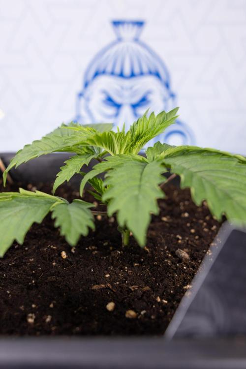 PBB  🥜- Zamnesia x B&B. Week 2 - Peanut Butter Breath - VEG - Week 2/3