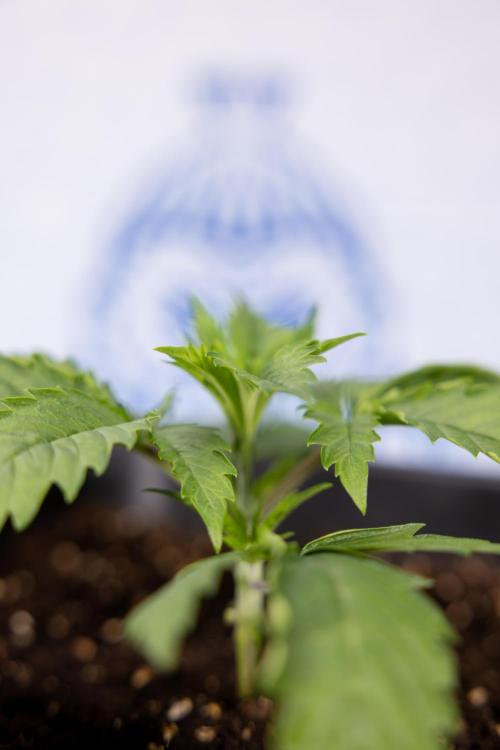 PBB  🥜- Zamnesia x B&B. Week 2 - Peanut Butter Breath - VEG - Week 2/3