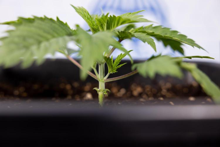 PBB  🥜- Zamnesia x B&B. Week 2 - Peanut Butter Breath - VEG - Week 2/3
