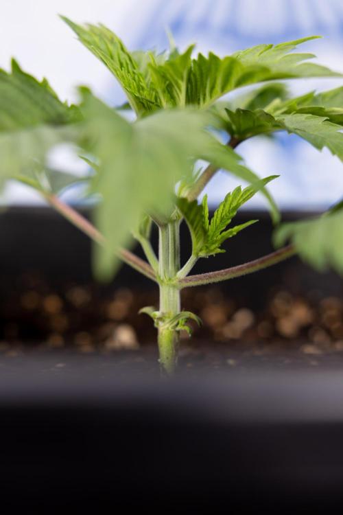 PBB  🥜- Zamnesia x B&B. Week 2 - Peanut Butter Breath - VEG - Week 2/3